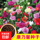 藍花鼠尾草種子室外庭院耐寒花籽四季播種開(kāi)花一串蘭花種籽子盆栽 康乃馨種子1000粒+肥料1包