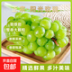 正宗云南陽(yáng)光玫瑰葡萄脆甜青提無(wú)籽晴王葡萄新鮮現(xiàn)摘葡萄尚進(jìn) 帶箱六斤【凈重5-5.5斤/3串/10g+】