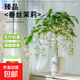 垂絲茉莉盆栽帶花苞老樁陽(yáng)臺室內垂吊風(fēng)車(chē)易活四季綠植物花卉開(kāi)花 【開(kāi)花超多】垂絲茉莉50-60cm（菠蘿吸水盆）