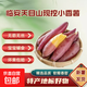 臨安天目山小香薯寶寶輔食板栗紅薯蔬菜榴蓮蜜薯整箱批發(fā) 現(xiàn)挖小香薯（小果） 9斤【囤貨】