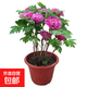 牡丹花樹苗洛陽正宗對(duì)版重瓣牡丹花苗盆栽花卉綠植當(dāng)年開花 中國紅3-5分支【當(dāng)年開花】