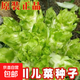 【今年新種】兒菜種子四季播娃娃菜抱子芥菜秋季蔬菜種籽早熟易種 兒菜種子 1包約1000粒
