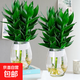 觀音竹富貴竹水培植物帶根發(fā)貨辦公室內(nèi)盆栽客廳花卉易活植物水養(yǎng) 【特惠2盆】3棵+[龍蛋瓶]