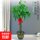 發(fā)財樹(shù)盆栽 植物室內招財客廳桌面小盆景大發(fā)財樹(shù)苗招財樹(shù)吸甲醛 50厘米左右辮子發(fā)財樹(shù) 不含盆