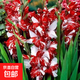 進(jìn)口劍蘭種球花苗多年生花卉菖蘭花唐菖蒲花四季種植庭院多色當年 贊尼5個(gè)球