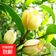 含笑花盆栽樹(shù)苗帶花苞室內陽(yáng)臺濃香型香蕉花庭院四季花卉耐寒植物 含笑【25-30cm高】當年開(kāi) 不含盆