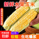 云南水果玉米金銀雙色新鮮現摘香甜脆嫩鮮脆玉米棒爆漿皮薄汁多 9斤9-13根【單果200-250g】