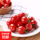 基地直發(fā)新鮮圣女果小番茄 1斤