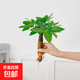 懶人水培綠植九里香綠蘿文竹室內(nèi)易養(yǎng)凈化空氣花卉盆栽植物花卉 發(fā)財(cái)樹(shù)1顆【不含盆】土培水培皆可15-20cm
