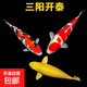 錦鯉活魚觀賞魚活體淡水冷水魚純種黃金紅白三色錦鯉魚金魚招財魚 20-25cm 三陽開泰(紅白+三色+黃