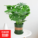 新房必備龜背竹盆栽水培土培花卉綠植四季常青植物大葉客廳植物 大龜背竹3棵+1個加侖盆送底托+肥料