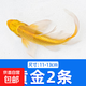 錦鯉魚活魚觀賞魚純種魚大型紅白冷水淡水好養(yǎng)耐活金魚小魚苗錦鯉 11-13cm黃金2條