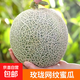 山東玫瓏網(wǎng)紋蜜瓜 冰淇淋甜瓜當(dāng)季新鮮水果整箱 網(wǎng)紋蜜瓜凈重7-7.5斤單果600g+