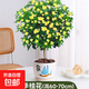 桂花樹苗盆栽室內(nèi)四季桂花卉植物金桂丹桂庭院大樹濃香型綠植開花 精品四季桂花60-70cm【原土球發(fā)貨】