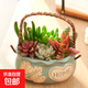 提籃多肉植物組合花束辦公桌擺件綠植盆栽創(chuàng  )意桌面禮物陶瓷盆 綠色（6顆隨機多肉+土）