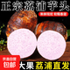 正宗廣西桂林荔浦大芋頭當(dāng)季蔬菜新鮮香芋檳榔芋香糯特產(chǎn) 9斤裝（3-5顆單果1.7斤-3斤） 果王