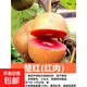 紅心軟棗獼猴桃樹果苗彌獼猴桃苗嫁接南北方種植獼猴桃苗當(dāng)年結(jié)果 紅肉5年精選苗（買1送1）種下2個月結(jié)果 80cm(含)-89cm(含)