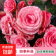 麗格海棠重瓣大花盆栽紅玫瑰室內(nèi)客廳陽臺(tái)四季開凈化空氣好養(yǎng)花卉 【開花爆盆】公主 麗格海棠帶花苞 不含盆