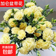 康乃馨鮮花大盆栽帶花苞年宵花客廳擺件花卉室內綠植四季開(kāi)花植物 【帶花苞】黃色康乃馨+加侖盆