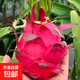 紅心火龍果金都一號(hào)新鮮應(yīng)季水果蜜寶皺皮紅肉火龍果香甜多汁 帶箱2.5斤 單果200g+