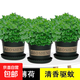 薄荷盆栽可食用新鮮薄荷葉盆栽清涼茶可做冷飲的香草室內(nèi)好養(yǎng)植物 3盆30-36棵【加侖盆】+肥