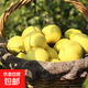安徽正宗碭山酥梨酥脆水果香梨脆雪梨碭山特產(chǎn)桃園 帶箱3斤凈重2.6斤左右