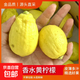 廣東香水檸檬黃果檸檬新鮮現(xiàn)摘無(wú)籽咖啡冷飲奶茶店專用手打檸檬茶  黃香水檸檬4粒單果70g+