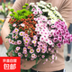 隨機混色小雛菊6支家庭養花云南基地鮮切花優(yōu)質(zhì)新鮮采摘 隨機混色小雛菊6支