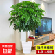 獨(dú)桿幸福樹叢生客廳室內(nèi)好養(yǎng)花盆景綠植辦公室吸甲醛四季常青植物 精品幸福樹獨(dú)桿高1.3-1.5米（螺紋盆） 帶盆栽好