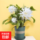 小葉曇花盆栽帶花苞鮮花花卉植物陽(yáng)臺(tái)室內(nèi)花苗好養(yǎng)活四季耐陰綠植 約20cm長(zhǎng)曇花+加侖盆 帶盆栽好