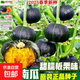 【農家菜園】白長(cháng)茄子貝貝南瓜番茄重慶香菜天津青麻葉養生薺薺菜 原裝正品貝貝南瓜種子約20粒1包