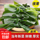 鹽漬海帶結(jié)新鮮榮成海帶扣非干貨免切煲湯火鍋涼拌關(guān)東煮商用批發(fā) 2500g高品質(zhì)&實惠裝 鹽漬新鮮海帶結(jié)