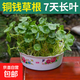 銅錢(qián)草水培植物室內辦公室桌面盆栽花卉四季常青綠植凈化空氣懶人 銅錢(qián)草精品帶葉子1盆+碗蓮盆+營(yíng)養液【1份】 不含盆