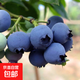 藍莓苗藍莓樹苗庭院陽臺盆栽地栽黑珍珠兔眼果樹苗木當年結(jié)果 藍豐5年苗【北方適宜】
