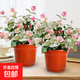花葉絡石四季五彩花卉盆栽彩絡葉吊籃陽臺爬藤苗綠植庭院植物垂吊 花葉絡石-原土盆2盆（2盆90#特惠） 含盆
