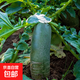 京喜加河南新鮮脆甜青蘿卜蔬菜蘿卜新鮮現貨直發(fā)水果蘿卜營(yíng)養 新鮮青蘿卜5斤裝 凈重