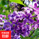 丁香花樹(shù)苗庭院陽(yáng)臺盆地栽耐寒旱花卉嫁接高桿丁香樹(shù)苗綠植物苗木 喜馬丁香5年苗【當年開(kāi)花】