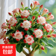 【夏季新品】稀有多頭沙漠玫瑰重瓣老樁濃香多肉綠植四季室內外 紅邊粉白花     根直徑（2-4公分） 帶黑色育苗盆發(fā)貨