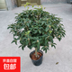 桂花樹(shù)苗庭院嫁接桂花盆栽室內綠植濃香型盆景四季桂花樹(shù)植物好養 8年老樁高約90cm當年開(kāi)花 育苗袋