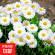 洋甘菊種子四季開(kāi)花易活室內外陽(yáng)臺庭院盆栽白晶菊小雛菊花種籽子 洋甘菊花種子/包約1000粒 1包