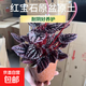 紅寶石串紅美人皺葉椒草錦水草盆栽綠植彩葉草耐陰好養室內陽(yáng)臺 紅寶石椒草原盆原土/送1肥料