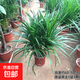 龍血樹客廳綠植多頭龍須樹龍鐵樹旺宅辦公室內(nèi)大型龍鐵樹植物盆栽 單桿龍須樹3顆【60-70cm】原土發(fā)貨