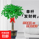 大型植物發(fā)財樹(shù)各種大顆盆栽開(kāi)業(yè)喬遷客廳辦公室內好養大型綠植 獨桿發(fā)財樹(shù)1.1-1.2米+黑福盆
