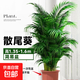 散尾葵植物盆栽客廳大型綠植室內辦公室鳳尾竹盆景天堂鳥(niǎo)花卉 散尾葵1.35-1.6米（不含盆）