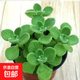 碰碰香一抹香辦公室醒目防蚊植物凈化空氣室內(nèi)外綠植桌面四季盆栽 碰碰香1盆【原土原盆1盆】