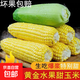 正宗山東水果甜玉米棒子新鮮蔬菜農家自種農產(chǎn)品精選現摘甜糯老式 凈重5斤大果| 單根200-400g