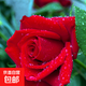 基地直發(fā)8年玫瑰老根老樁四季開(kāi)花月季花苗室內(nèi)陽(yáng)臺(tái)盆栽大花濃香 紅玫瑰包對(duì)版四季開(kāi)花【一顆 云南8年老樁 不含盆