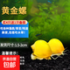 黃金螺淡水觀賞螺活體清潔螺除藻清苔工具螺蘋果螺不加溫吃魚(yú)龜便 中號(hào)黃金螺5只 1.5-2cm