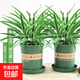 金邊吊蘭盆栽花卉植物室內(nèi)陽臺(tái)凈化空氣去甲醛小綠植水培垂吊客廳 精品金邊吊蘭2盆【帶加侖盆】