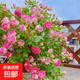 藤本月季爬藤大苗薔薇花大苗特大花庭院爬墻植物四季開(kāi)花濃香盆栽 胭脂扣【150CM—160CM 高發(fā)貨】